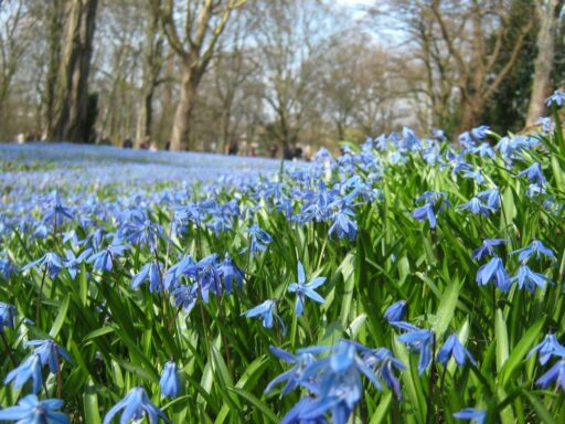 Scillablüte auf dem Lindener Berg