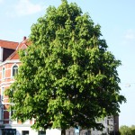 Kastanie