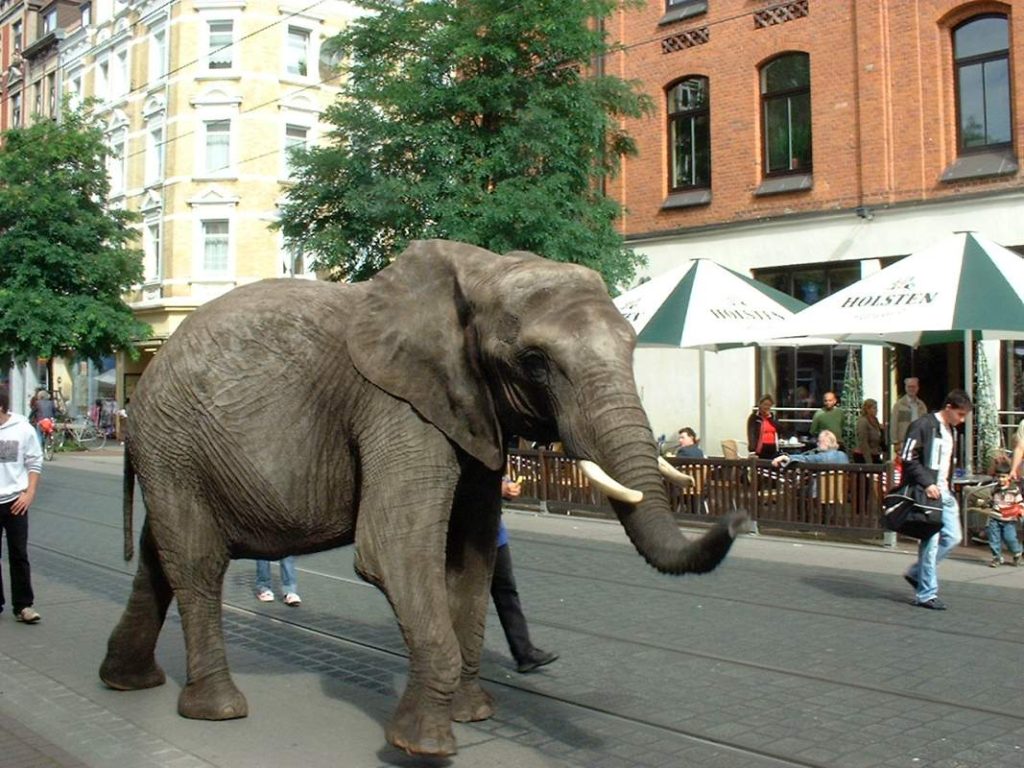 Ein Elefant auf der Limmerstraße