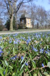 Scillablüte auf dem Lindener Bergfriedhof