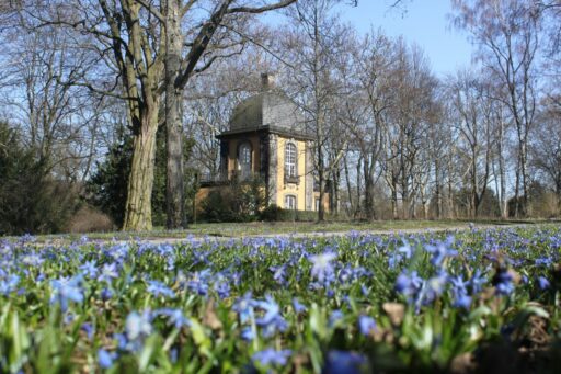 Scillablüte auf dem Lindener Bergfriedhof