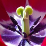 Tulpe (Foto: Grotlüschen)