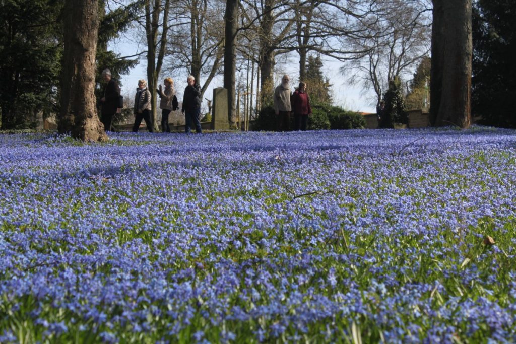 Sibirischer Blaustern