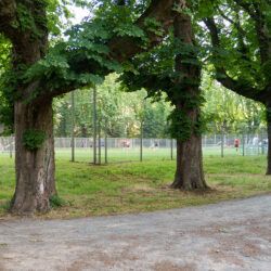 Alte Kastanienbäume im Lindener Volkspark