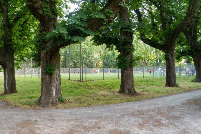 Alte Kastanienbäume im Lindener Volkspark