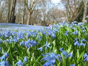 Scillablüte in Linden