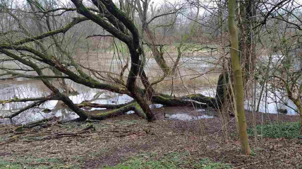 Leine / Ihme Hochwasser 2020 6