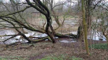 Leine / Ihme Hochwasser 2020 6