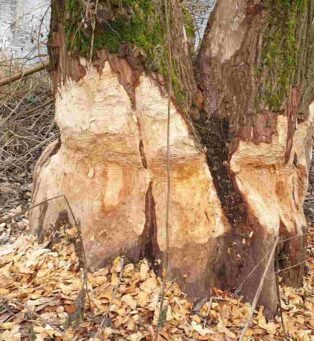 Biber Nagespuren und Späne
