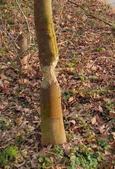 Biber Typische Sanduhr-Form