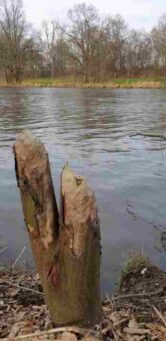 Biber gefällte Stämme