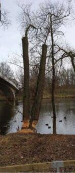 Biber oder Motorsäge