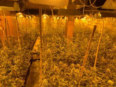 Indoor-Drogenplantage mit mehr als 2000 Pflanzen