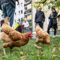 Hühnerstall mitten in Linden – fünf Leihhühner als neue Nachbarn