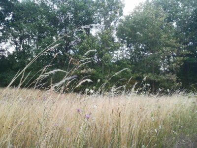 Wiese am Westschnellweg