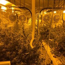 Cannabis-Plantage
