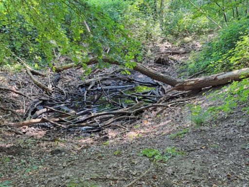 vermutlicher Startpunkt der Fösse im Velberholz