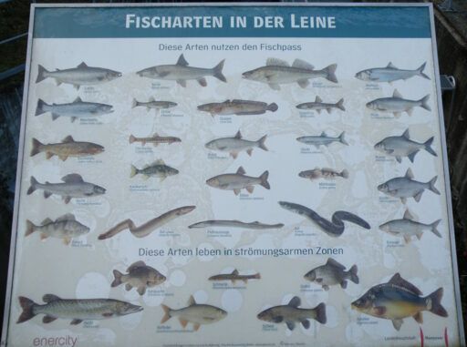 Fischarten in der Leine