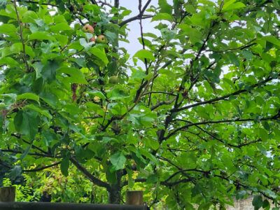 Apfelbaum Wachsbleiche