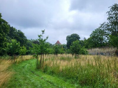 Obstbäume Lindener Berg