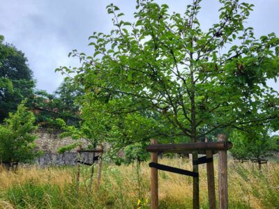 Obstwiese Wachsbleiche