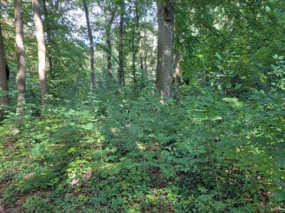 Limmerholz dichtes Gestrüpp mittendrin