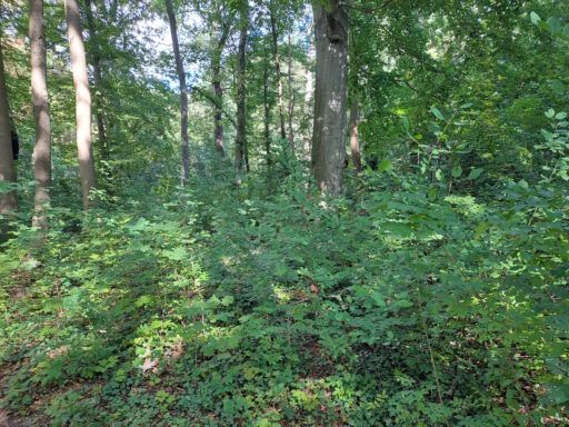 Limmerholz dichtes Gestrüpp mittendrin