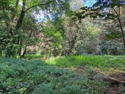 Limmerholz zeigt sich als Urwald