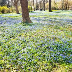 Scilla-Blütenmeer am Lindener Berg