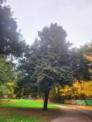 2014 gepflanzte Linde für Linden