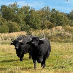 Wasserbüffel Beispielfoto