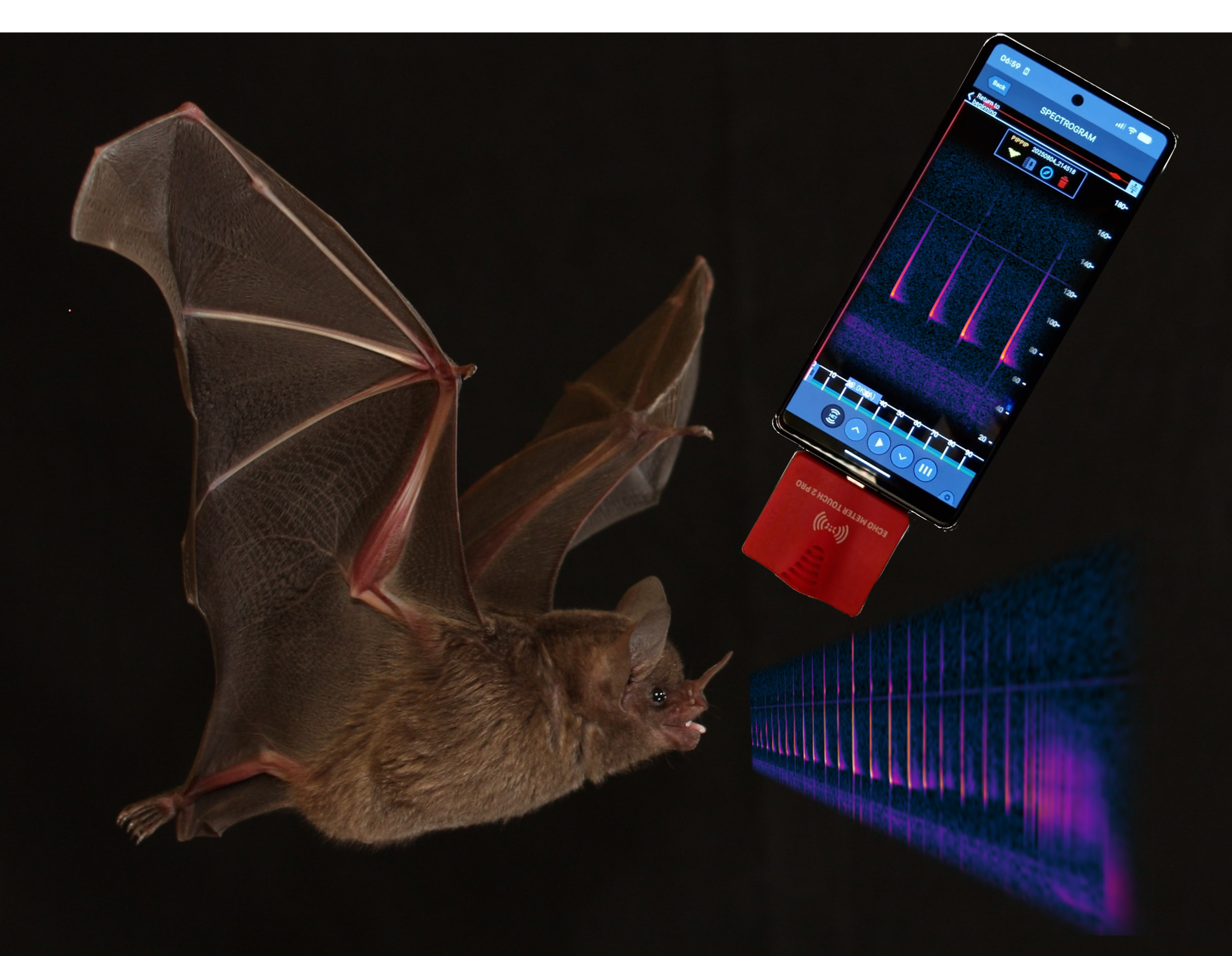 Ohren gespitzt: Wie Tiere und Menschen die Welt hören