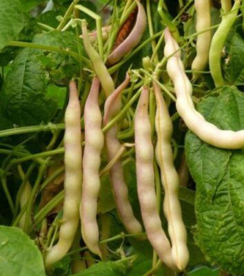 Gadenstedter Oma-Bohne