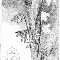 Scilla-Radierung-2026