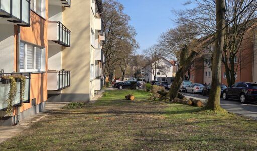 Unbekannte haben weitere Grünflächen mit Frühblühern angelegt