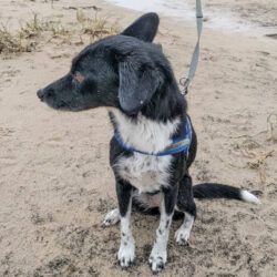 Anleinpflicht vom 1. April bis 15. Juli