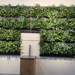 Green Wall in der Bibliothek der Hochschule Hannover in Linden-Süd.