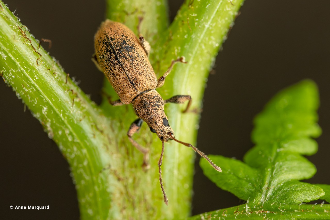 KUNST IM KELLER: DAS GROSSE KRABBELN - BUND-Fotoausstellung zur IntraRegionale 2026