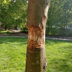 Schwerwiegende Verletzung der Jubiläums-Linde