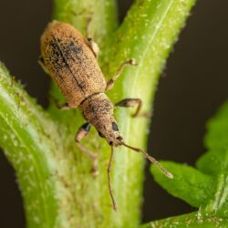 Insektenvielfalt - Schön und nützlich. Vortrag zur Ausstellung das große Krabbeln