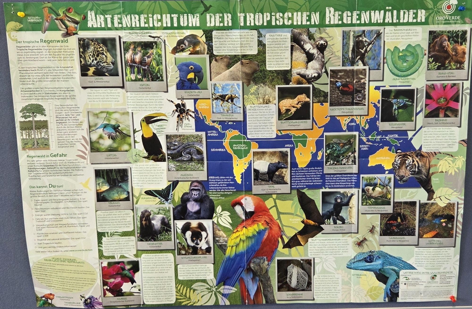 Schaubild zur Bedeutung des Regenwaldes