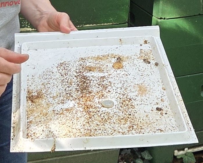 Bienen-Windel