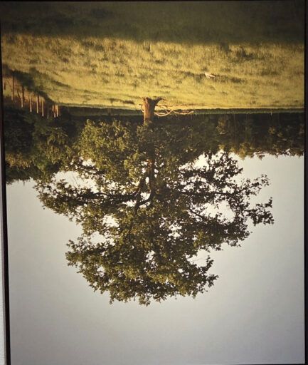 Ein Baum