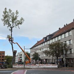 Fällung der Pappeln